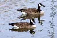 Virginia Goose Hunting