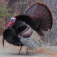 Texas Eastern Turkey Hunting