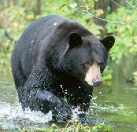 South Carolina black bear hunting
