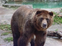 Alaska grizzly bear hunting