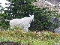Wyoming mountain goat hunting