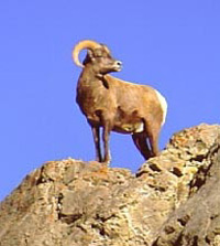 Nevada bighorn sheep hunting