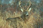 Hawaii Axis Deer Hunting Guides and Outfitters