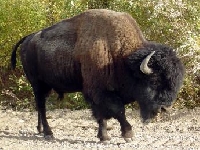 Utah buffalo hunting {American bison} hunting