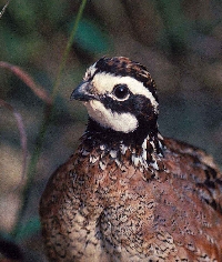 Nebraska quail hunting