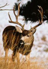 Black Tail Deer Hunting Guides and Outfitters from British Columbia, Canada