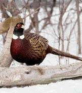 Pheasant Hunting Guides and Outfitters from Alberta, Canada