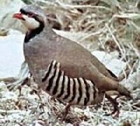 Colorado Partridge Hunting Guides and Outfitters