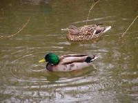 North Carolina Duck Hunting