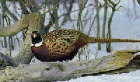 Pheasant Hunting Guides and Outfitters from Quebec, Canada