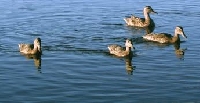 Duck and Waterfowl Habits