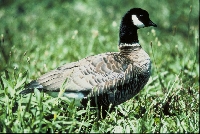 History and Literature about Geese