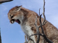 General Information on the Cougar and Habitat