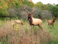 Elk: General Information on This Big Game Animal
