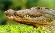 General Information on the Alligator by Hunting-Trips-R-Us