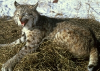 Bobcat Hunting Guides and Outfitters – Trips and Guided Hunts