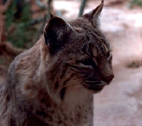 California Bobcat hunting Guides and Outfitters