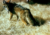 Kansas Coyote Hunting Guides and Outfitters