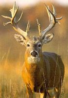Hunting Trips-R-Us, Directory for Hunting Guides and Outfitters