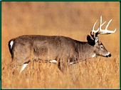 Idaho Whitetail Deer Hunting Guides and Outfitters