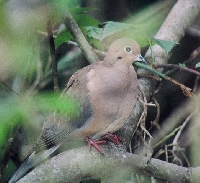 West Virginia Dove Hunting