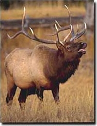 Idaho elk hunting