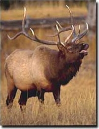 Washington elk hunting