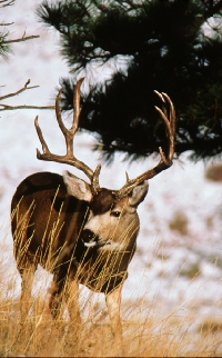 Colorado mule deer hunting