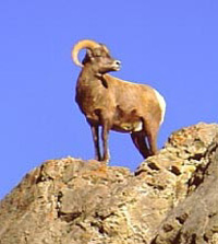 California bighorn sheep hunting