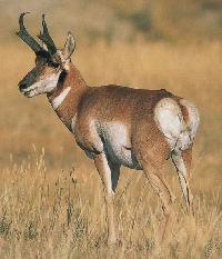 Texas pronghorn antelope hunting