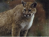 Nevada mountain lion hunting