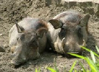 Georgia wild boar – hog hunting