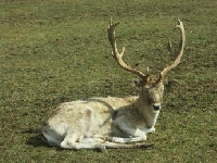 Mule Deer Hunting Guides and Outfitters from British Columbia, Canada