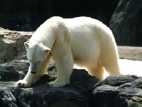Northwest Territory, Canada Polar Bear Hunting Guides and Outfitters