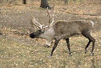 Caribou Hunting Guides and Outfitters from Yukon, Canada