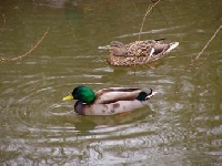 Montana Duck Hunting