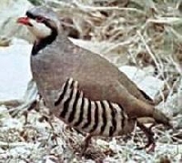 Partridge Hunting Guides and Outfitters from Washington