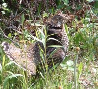 Grouse Hunting Guides and Outfitters from Missouri