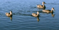 Duck Farming