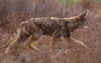 Coyote Hunting Guides and Outfitters – Trips and Guided Hunts