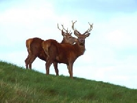 Louisiana Red stag Hunting Guides and Outfitters