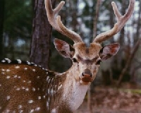 Louisiana Axis Deer Hunting Guides and Outfitters