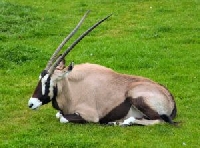 New Mexico Oryx Hunting Guides & Outfitters